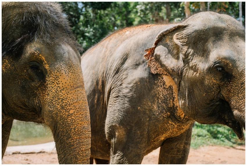 Two majestic Asian elephants captured in their nat