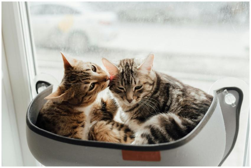 Two adorable tabby kittens cuddling in a window se