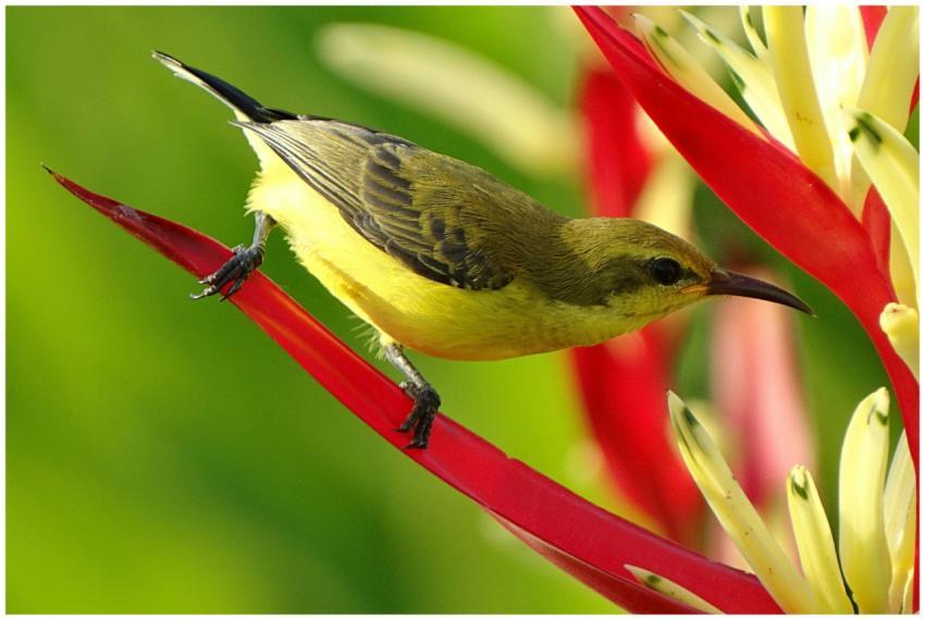 Close-up of an olive-backed sunbird perched on col