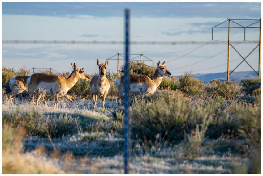 Pronghorn antelope grazing peacefully in a rural g