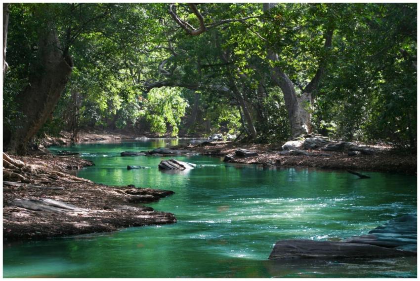 A tranquil forest stream surrounded by lush greene