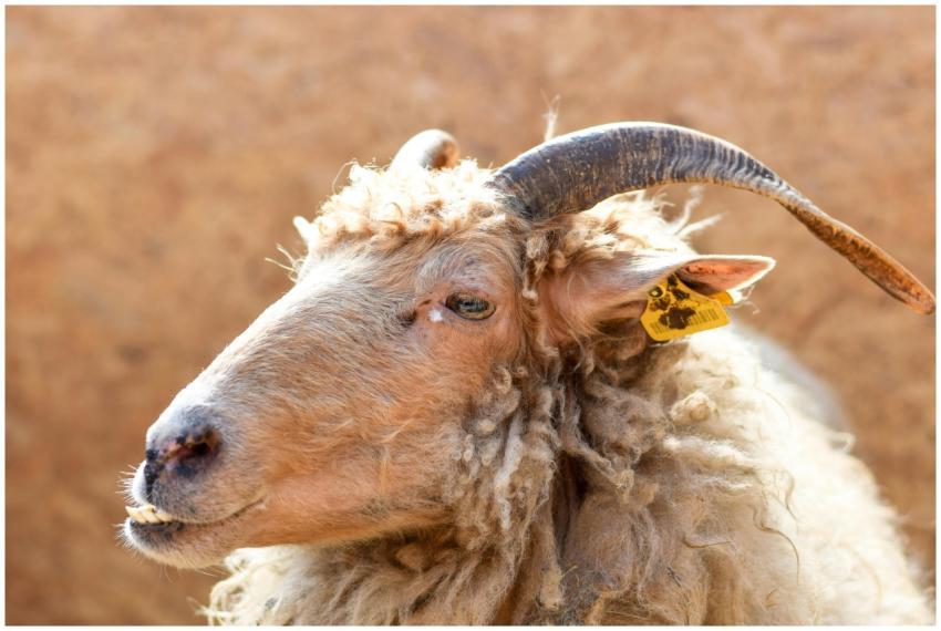 A detailed close-up of a horned sheep with curly w