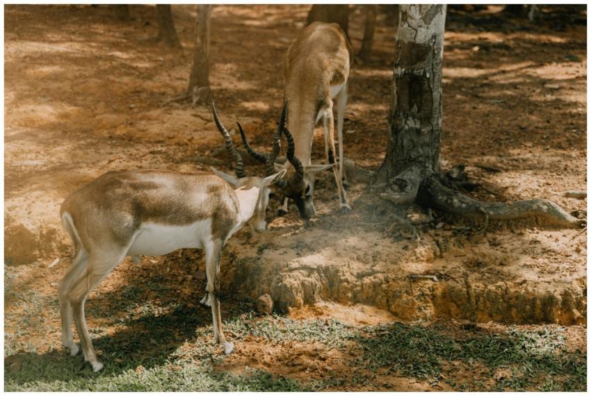 Two blackbuck antelopes grazing in a wooded area,