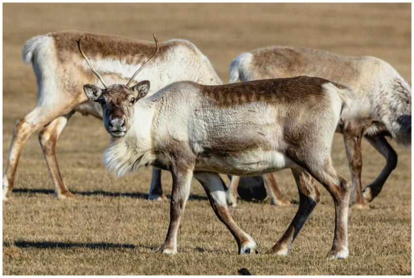 A group of reindeer grazing peacefully under the w