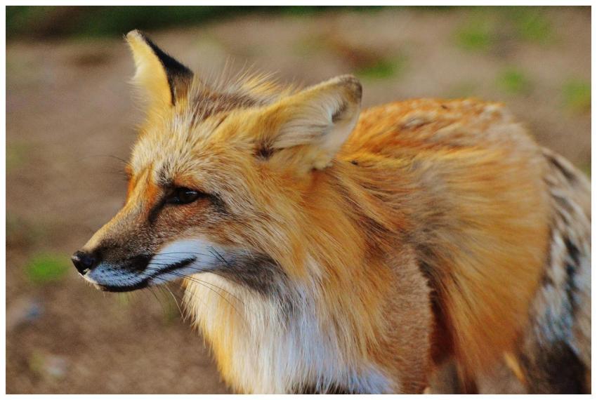 A detailed close-up of a wild red fox showcasing i