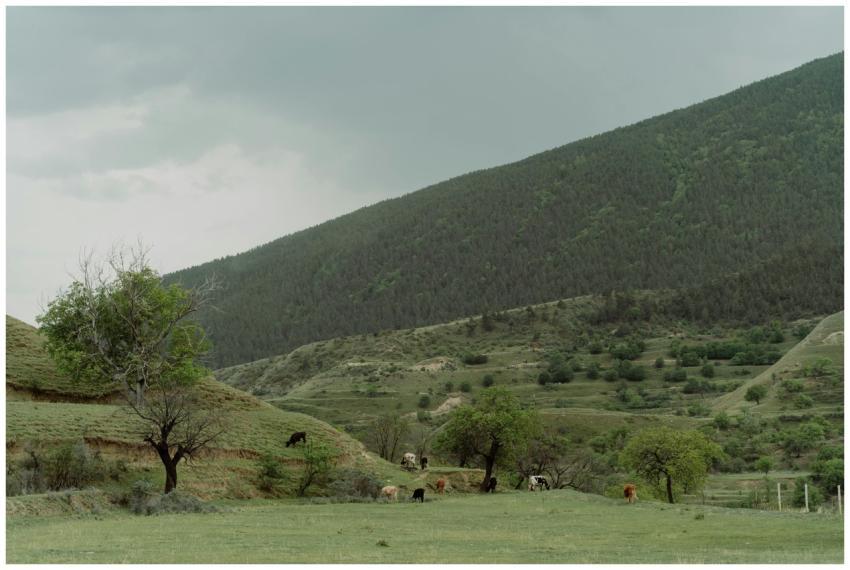 Peaceful countryside scene featuring grazing cattl