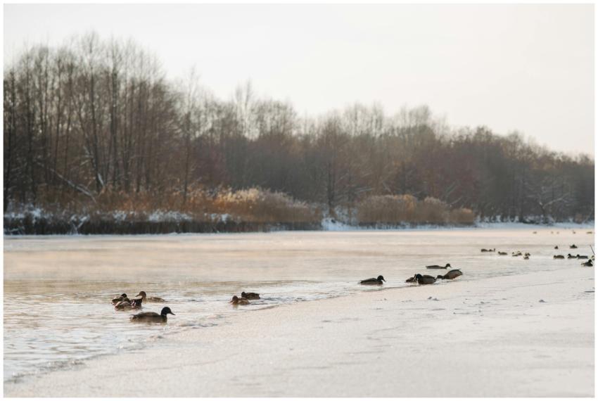 A serene winter scene with ducks swimming on a par