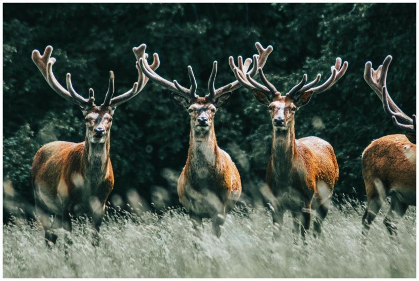 A group of red deer with antlers standing in a lus