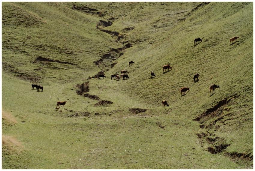 Grazing cattle on a lush green hillside valley on
