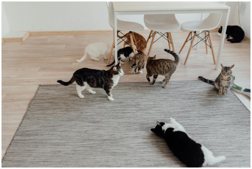 A cozy scene of multiple domestic cats in a bright