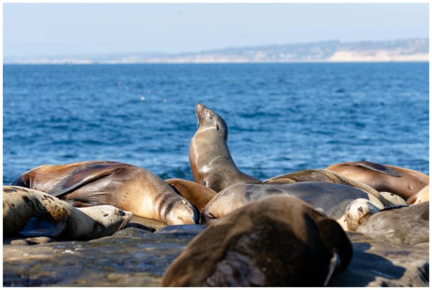 A group of seals basking in the sun on the rocky s