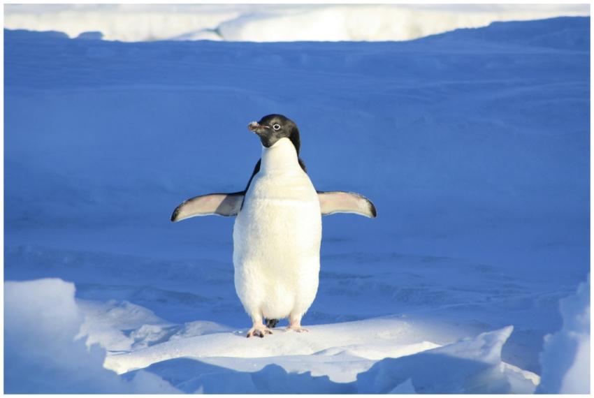 Adélie penguin standing on ice in Antarctica, show