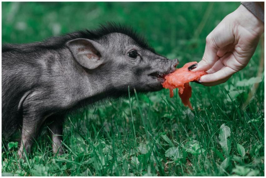 A cute piglet munching on watermelon outdoors, int