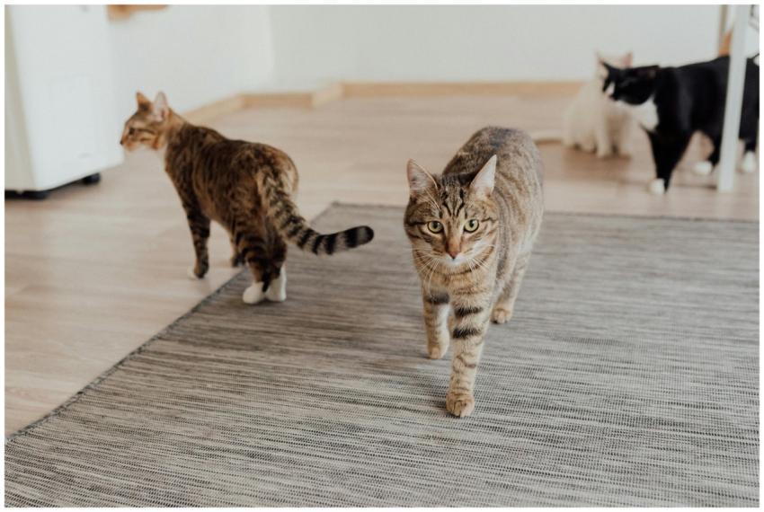 Multiple domestic cats, including tabbies, walking