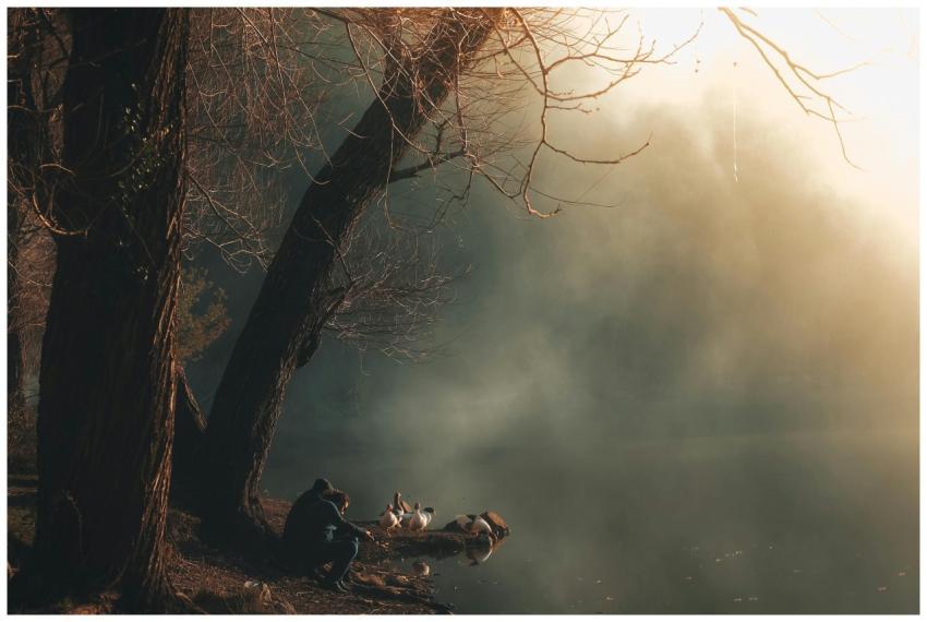 A serene morning in a foggy forest with a man and