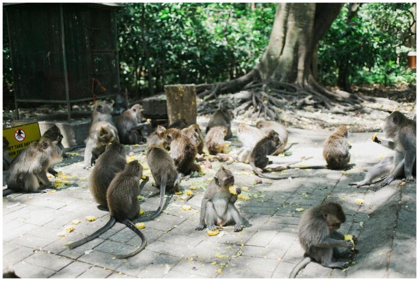 Bunch of monkeys with grey soft fur eating fruits