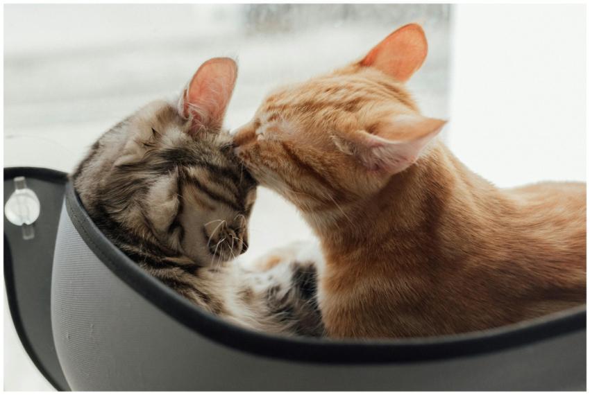 Two cute cats cuddling in a cozy indoor space by a