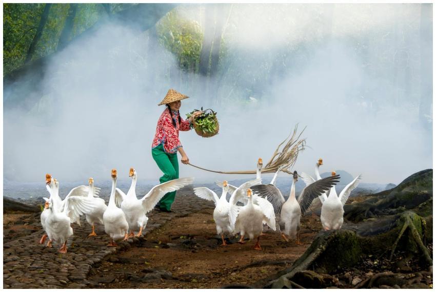 Colorful scene of a farmer herding geese in a mist