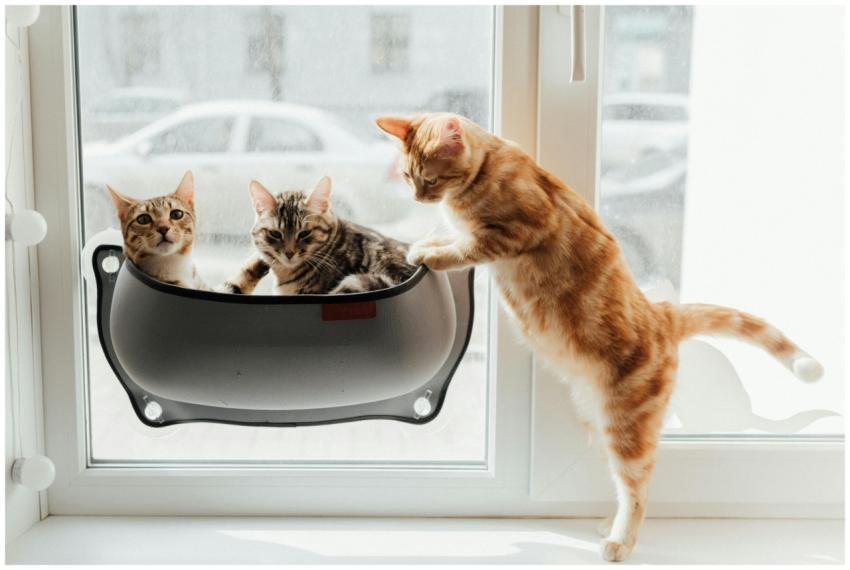 Three cute cats playing by a sunny window, showcas
