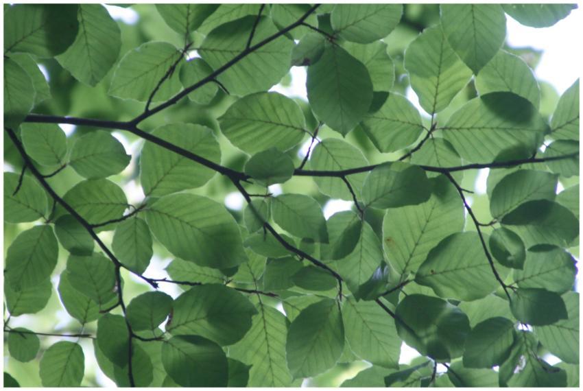 Close-up view of lush green leaves with sunlight f