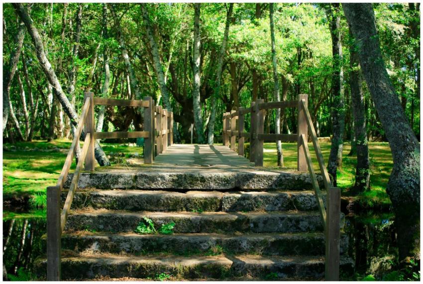Charming wooden bridge amidst a verdant forest in