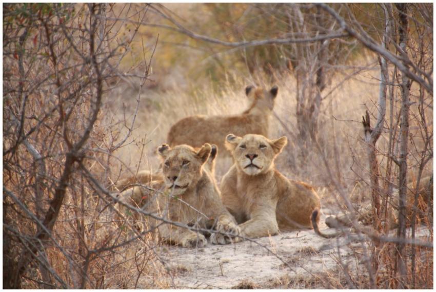 Three lions resting in a dry savannah, perfectly c