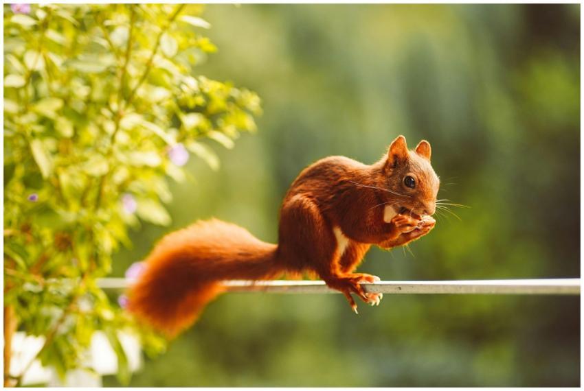 A red squirrel perched on a branch with blurred gr