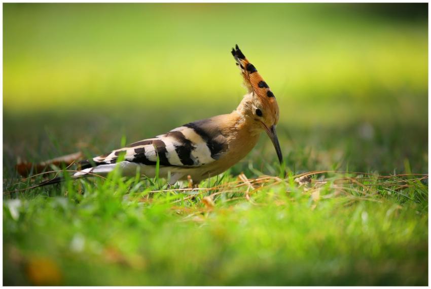 Captivating close-up of a Eurasian hoopoe showcasi