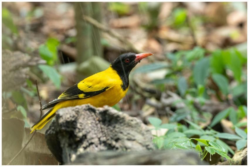 Close-up of a striking yellow black-hooded oriole