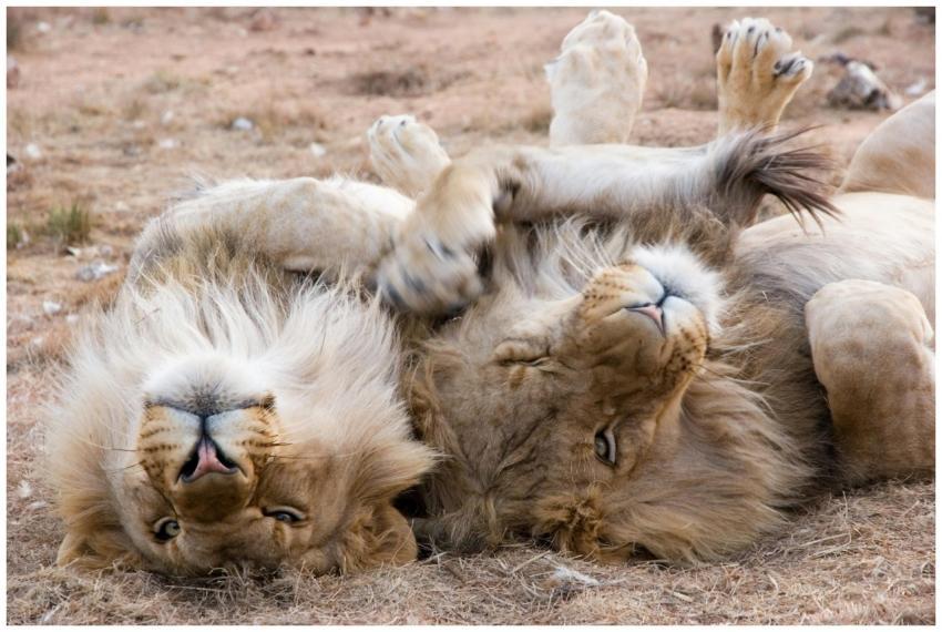 Two male lions playfully resting on the grass in B
