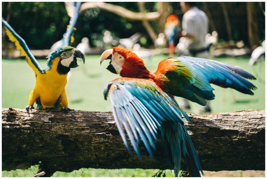 Colorful parrot species interacting on a log in a
