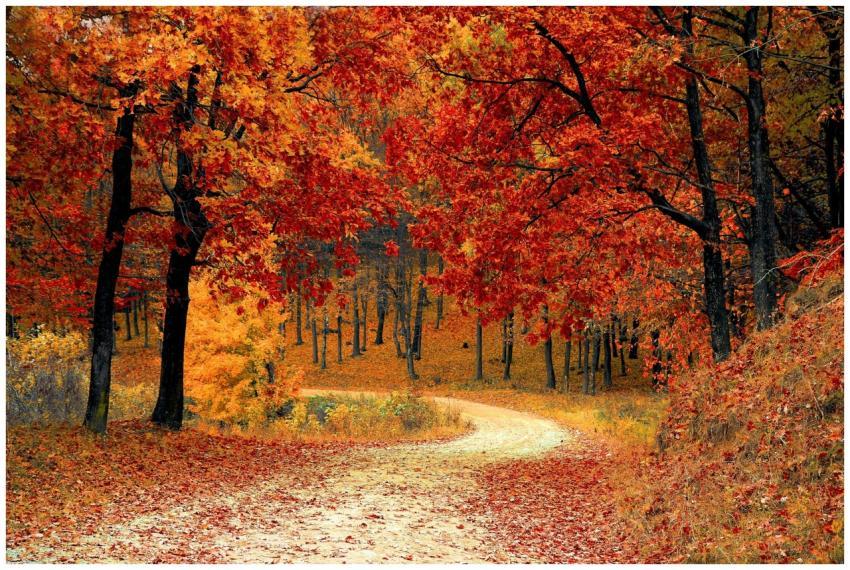 A picturesque autumn scene featuring a winding pat