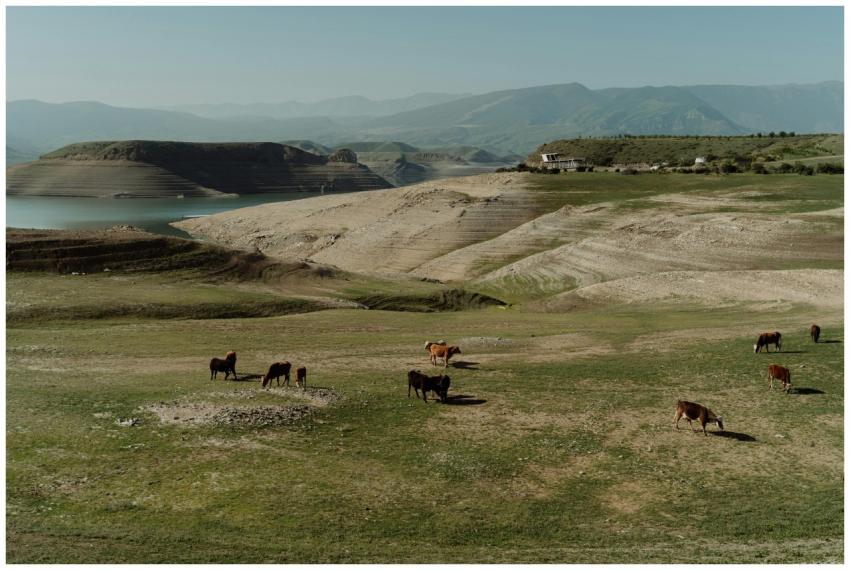 Cattle grazing on lush pasture lands with mountain