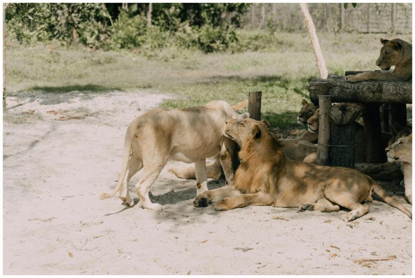 Group of lions basking in sun at zoo, highlighting