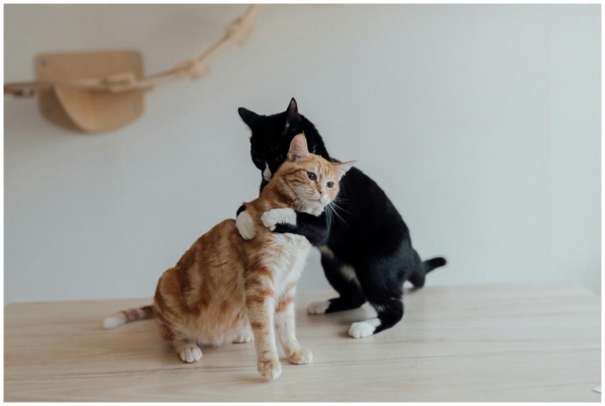 A ginger tabby and a tuxedo cat share a hug on a w