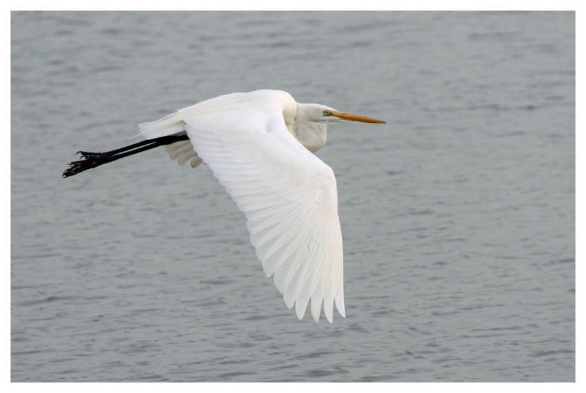 Great Egret Flight Bird Wildlife