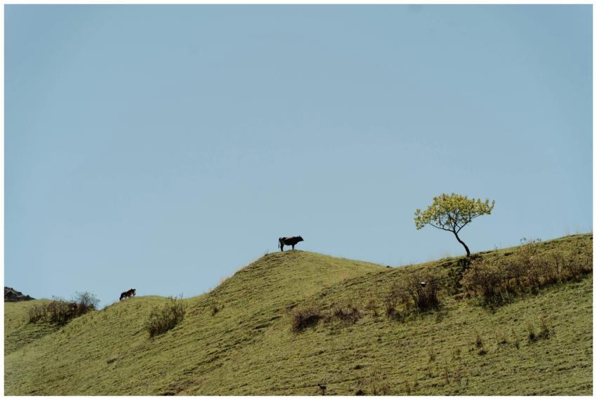 Cows roaming on a peaceful grassy hill under a cle