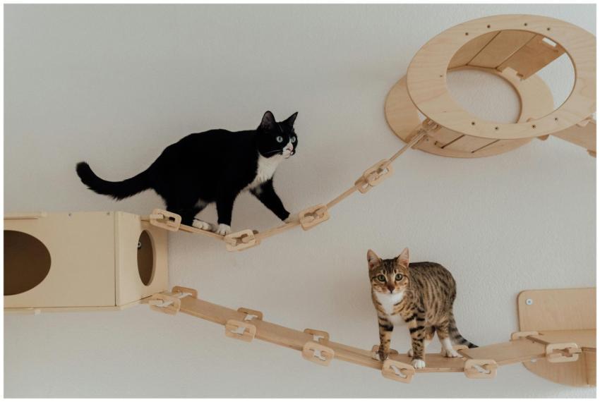 Two cats exploring an indoor wooden cat tower. Ide