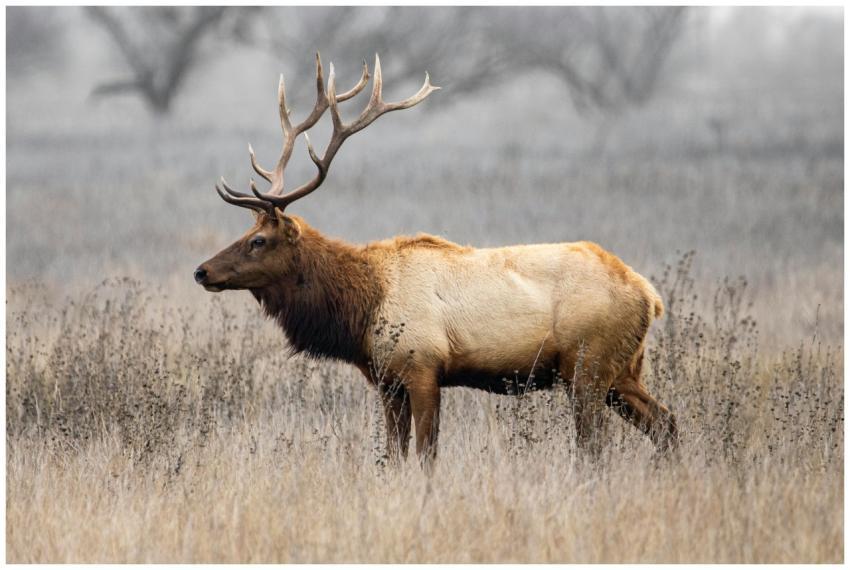 Close-up of a majestic elk with antlers in a foggy