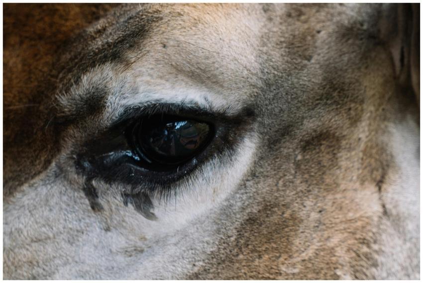Detailed close-up of a giraffe's eye showcasing te