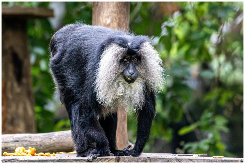 Lion Tailed Macaque Natural