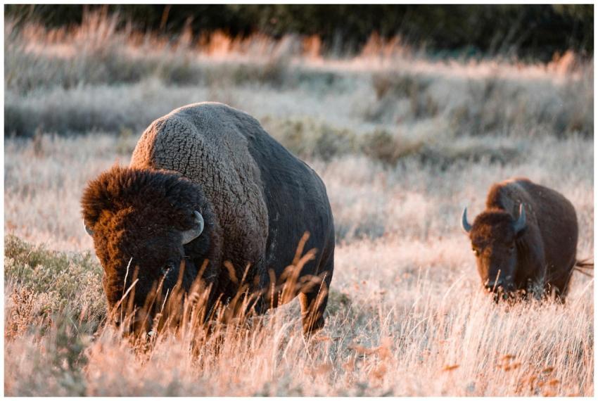 Two bison peacefully grazing in an open grassland