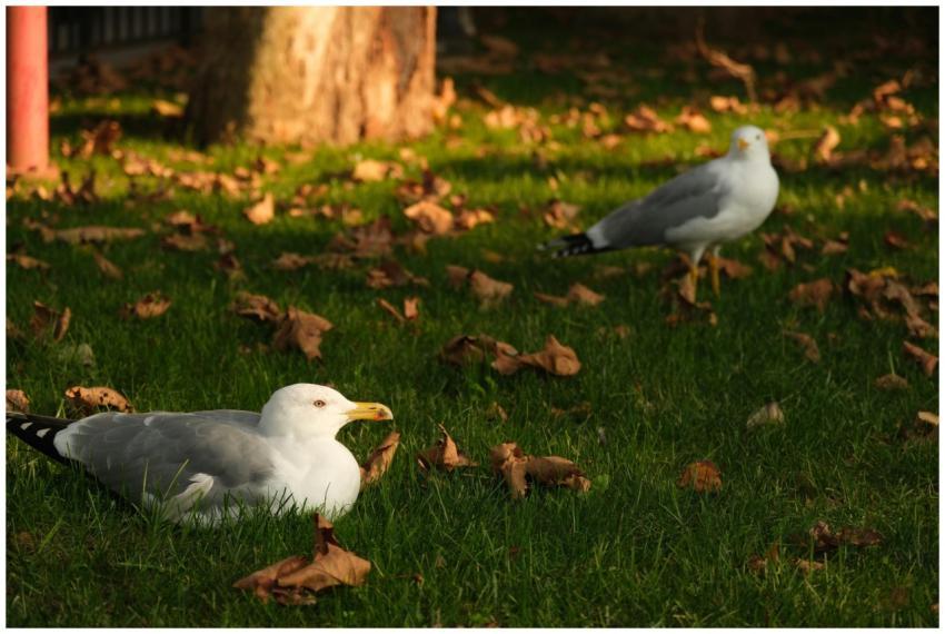 A serene scene of two seagulls relaxing on a grass
