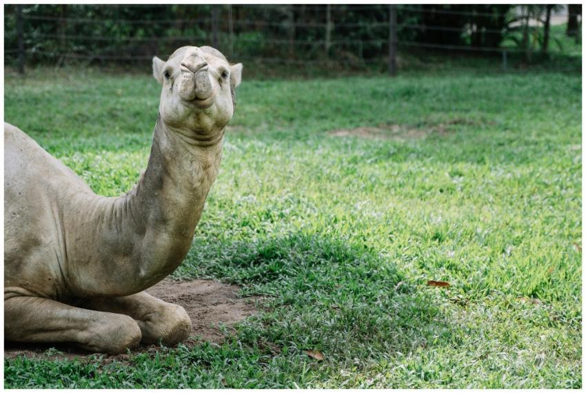 A camel relaxing on grass at an outdoor zoo, captu