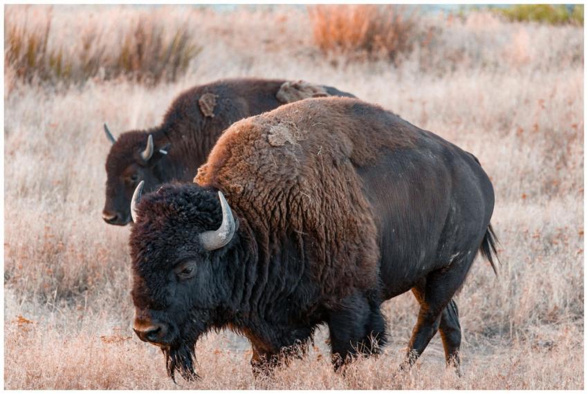 Wild bison calmly graze in a natural grassland set