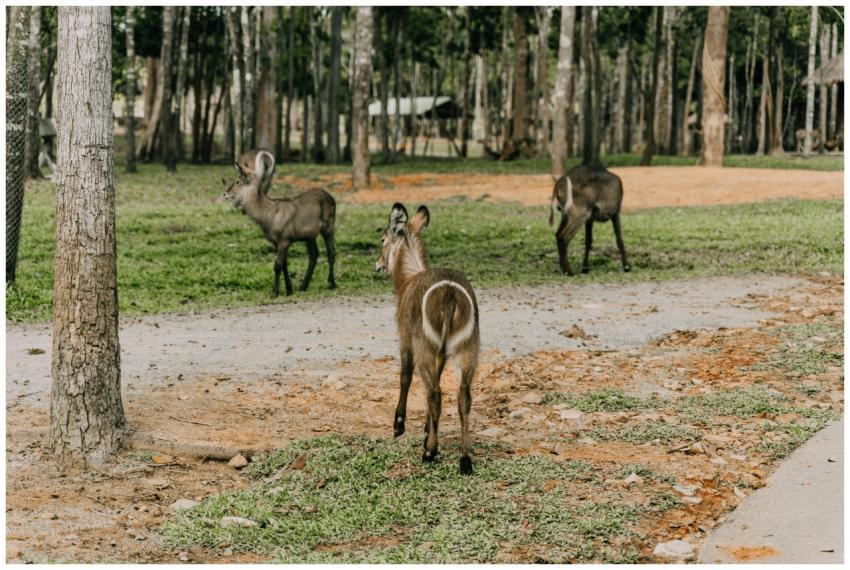 Waterbucks roaming and grazing in a natural, woode