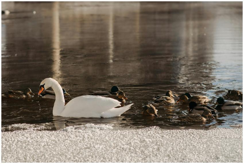 A tranquil winter scene featuring a swan and ducks