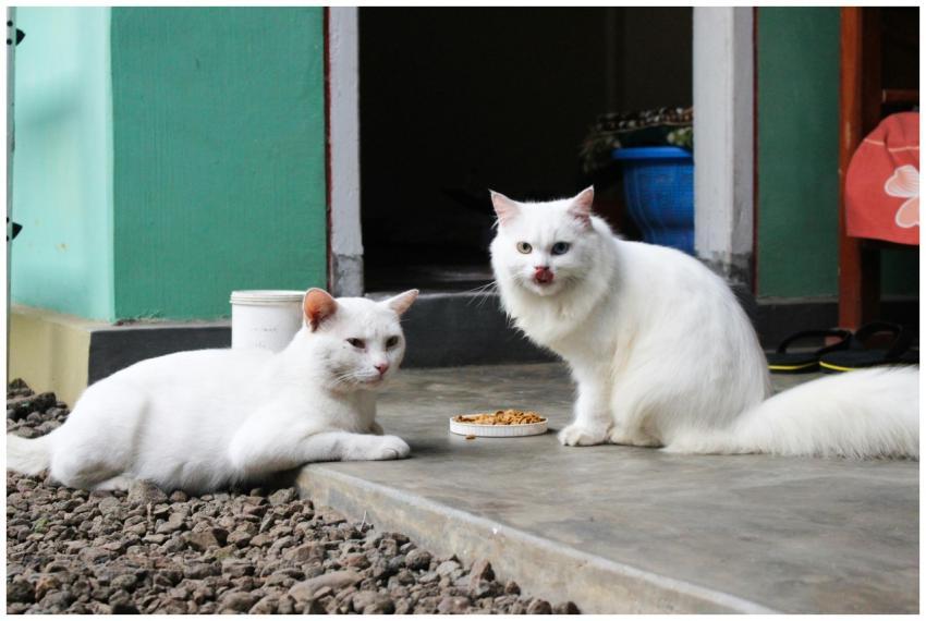 Two white cats enjoying a meal on a rustic outdoor