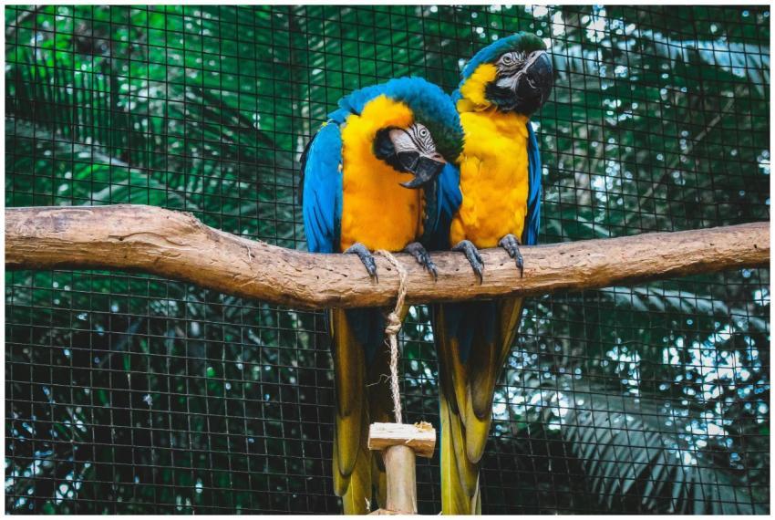 Two stunning blue-and-gold macaws perched on a bra