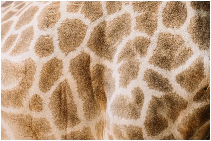 Detailed close-up of giraffe's skin showing unique